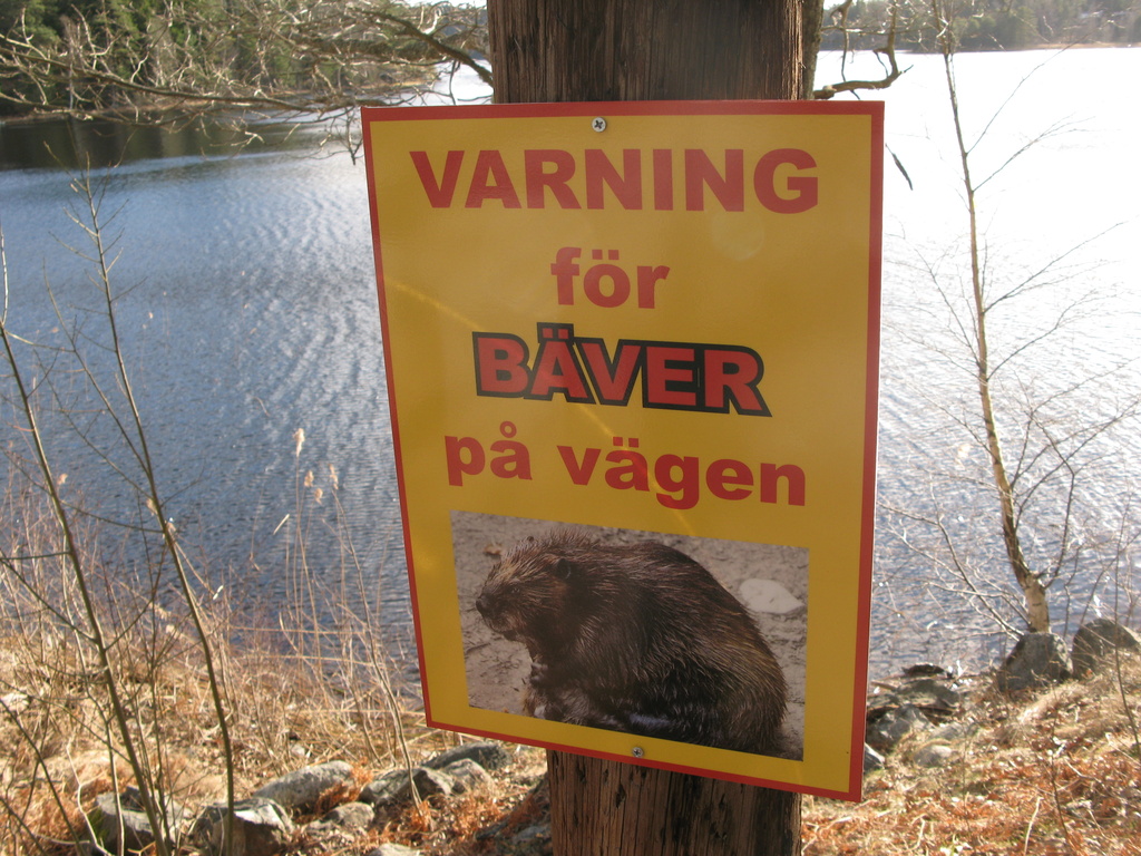 Nice beaver!!!!!
