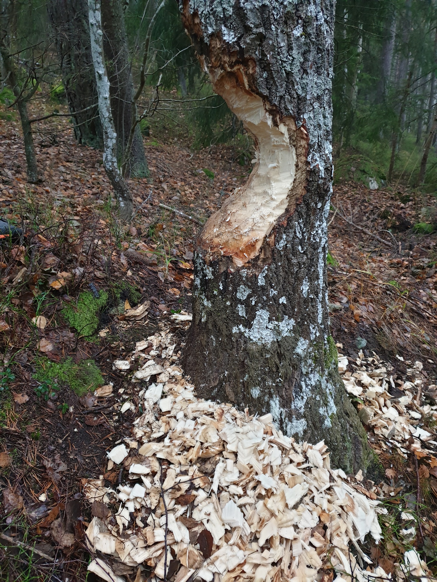 Wrecking Ball Beaver!